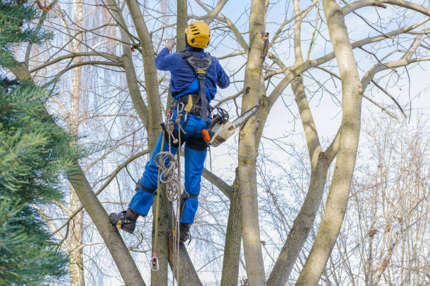 Best Arborist Consultation Services  in Manasquan, NJ